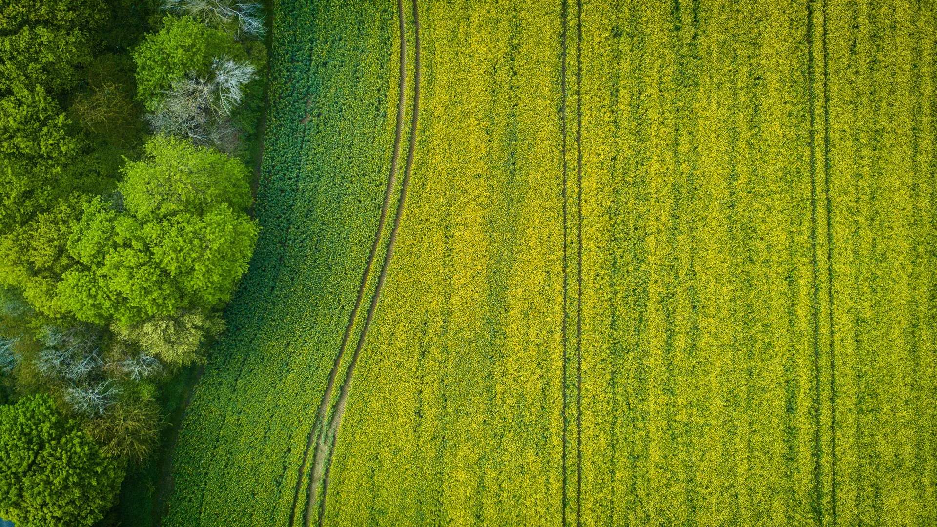 Grünes Feld